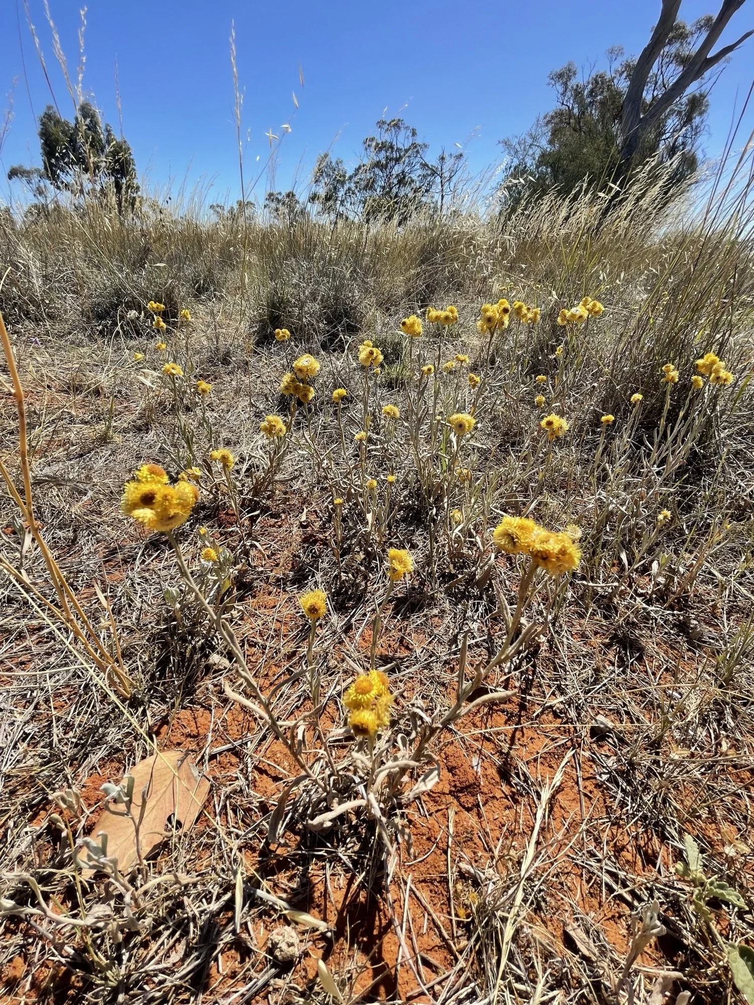 Grassland day.jpegg.jpegh.jpeg