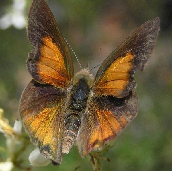 Exploring Terrappee grasslands for the Eltham Cooper butterfly