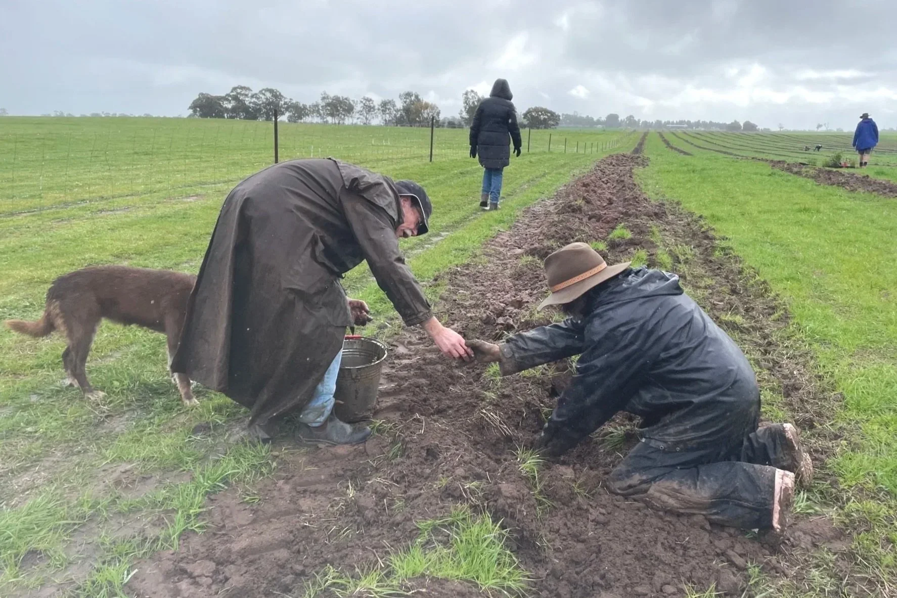 The 2025 Yarrilinks Plantout