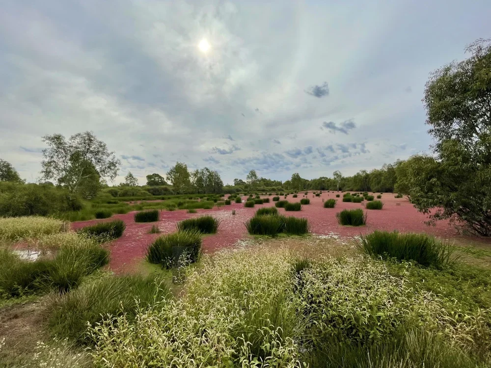 Wetland Plant Identification and Ecology course with Wetland Revival Trust