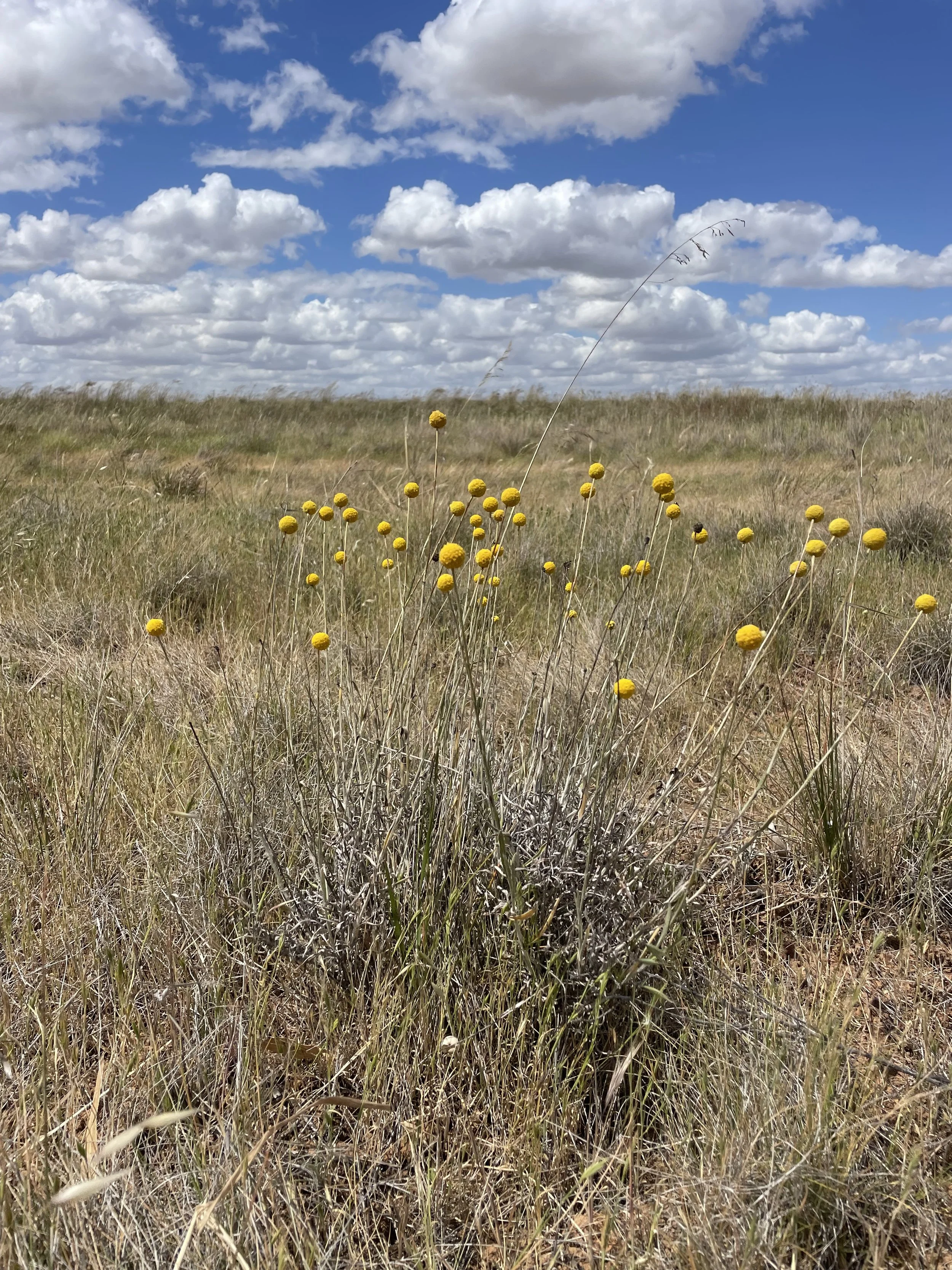 Grassland Field Day