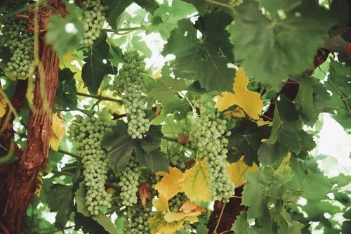 Moore's Diamond (Seedless) Grapes