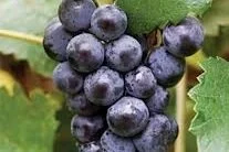 Mars (Seedless) Grapes