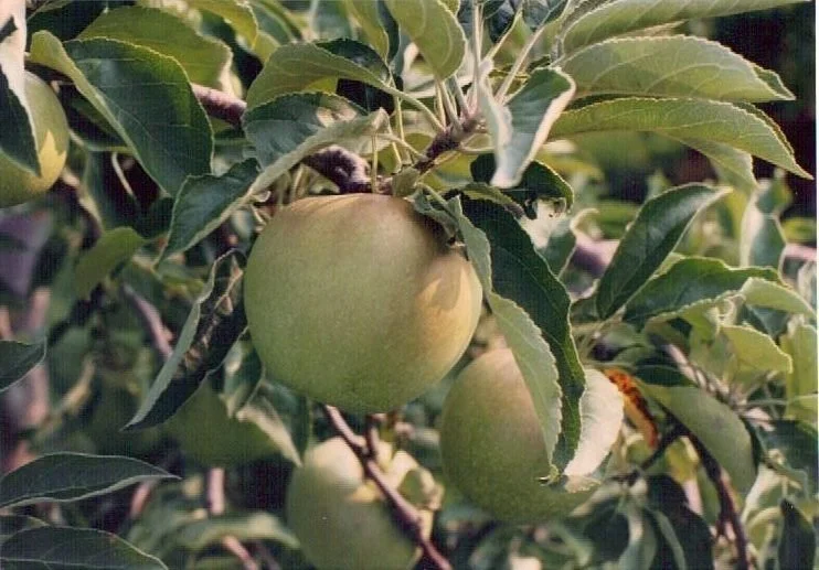 Old Time Golden Delicious Apple