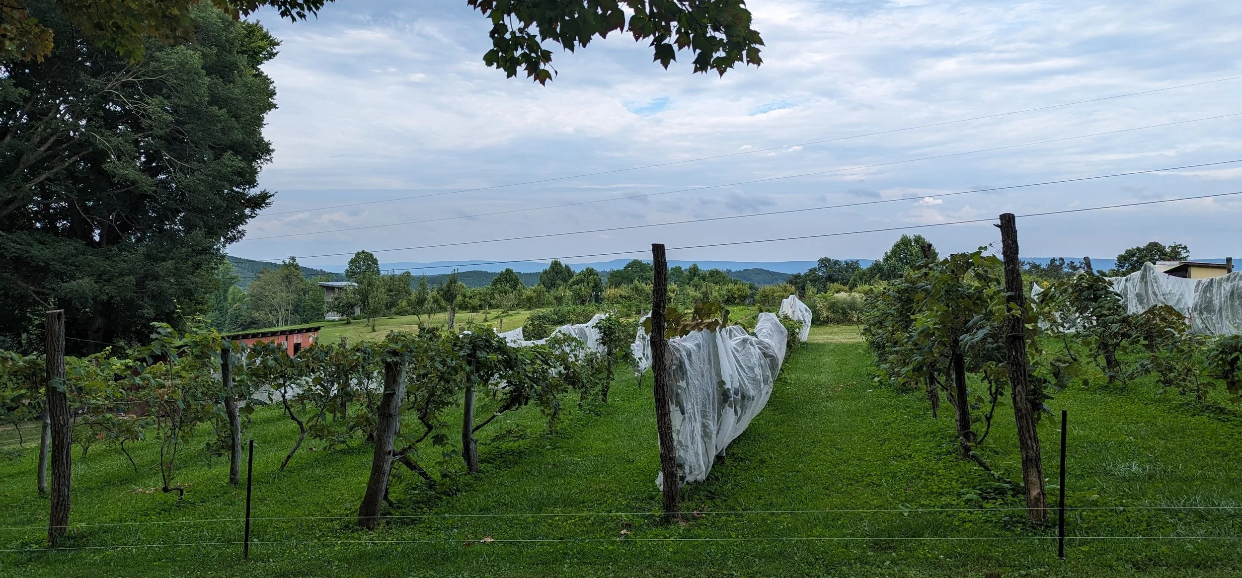 Wheeler's Orchard & Vineyard