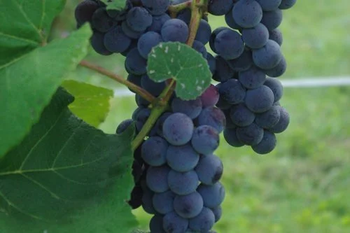 Fredonia (Seeded) Grapes