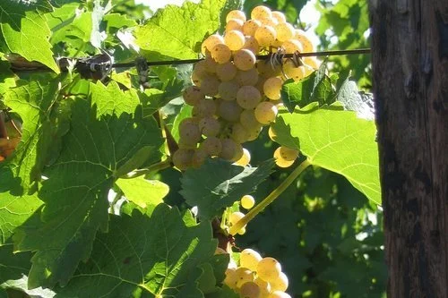 Ontario (Seeded) Grapes