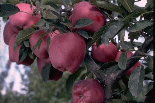 Arkansas Black Apple