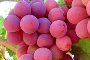 Brighton (Seeded) Grapes