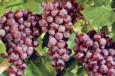 Reliance (Seedless) Grapes
