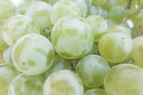 Marquis (Seedless) Grapes
