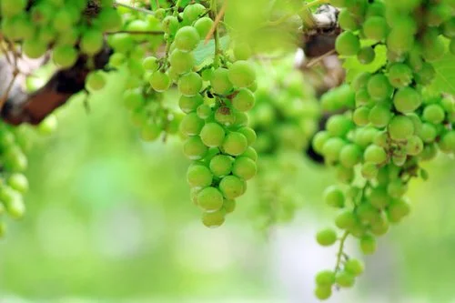 Niagara (Seeded) Grapes
