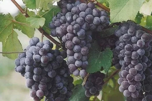 Van Buren (Seeded) Grapes