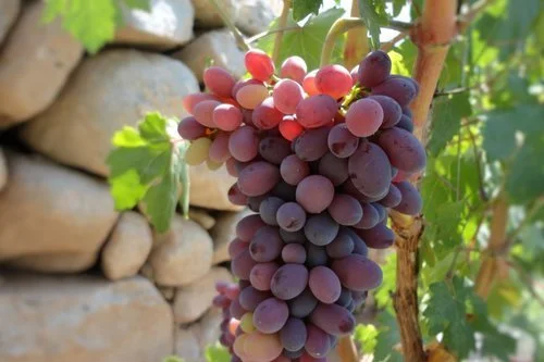 Delaware (Seeded) Grapes