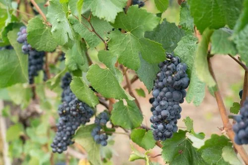 Concord (Seeded) Grapes