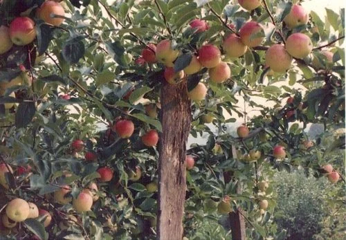 Gala Apple