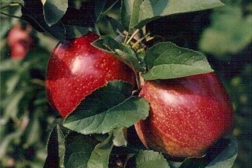 Tennessee Red Apple