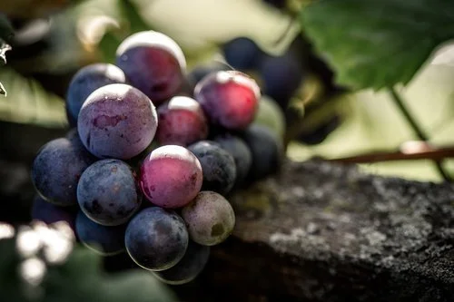 Glenora (Seedless) Grapes