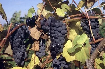 Sheridan (Seeded) Grapes