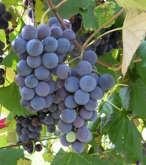Steuben (Seeded) Grapes