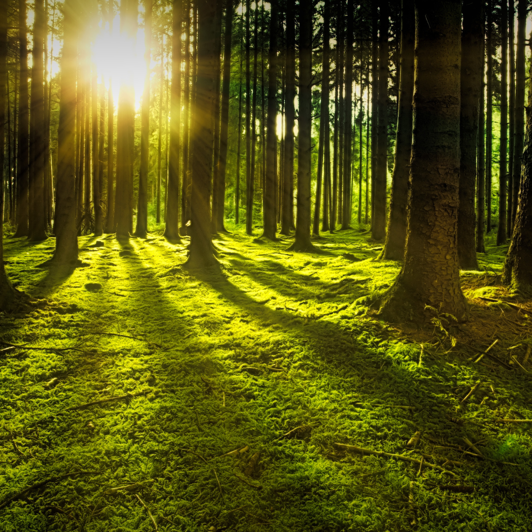 forest.png