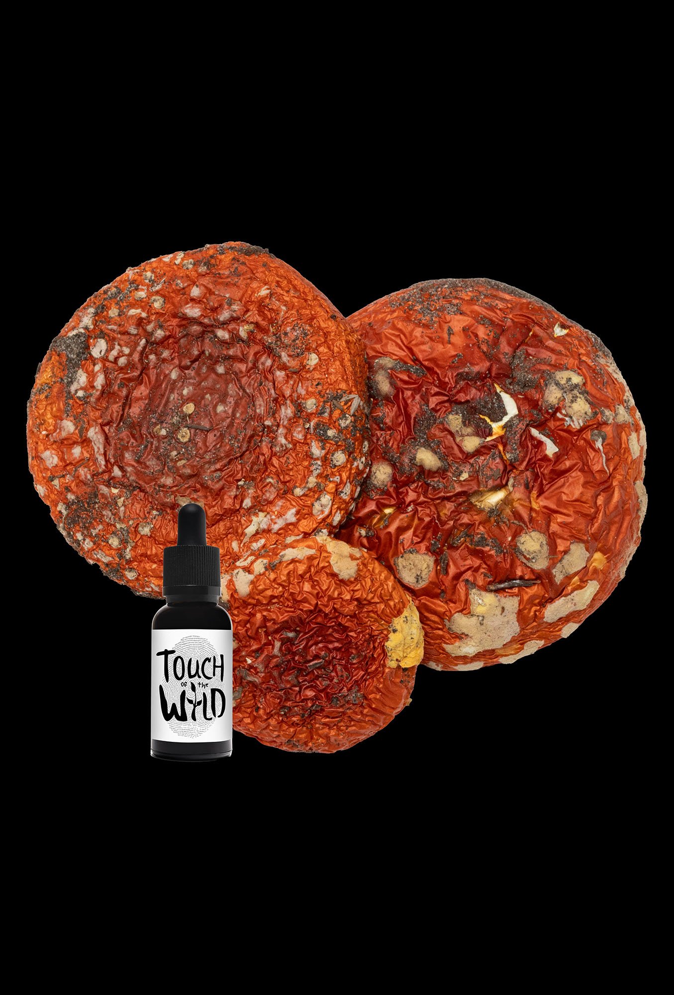 Amanita-Muscaria-cropped-sized.jpg