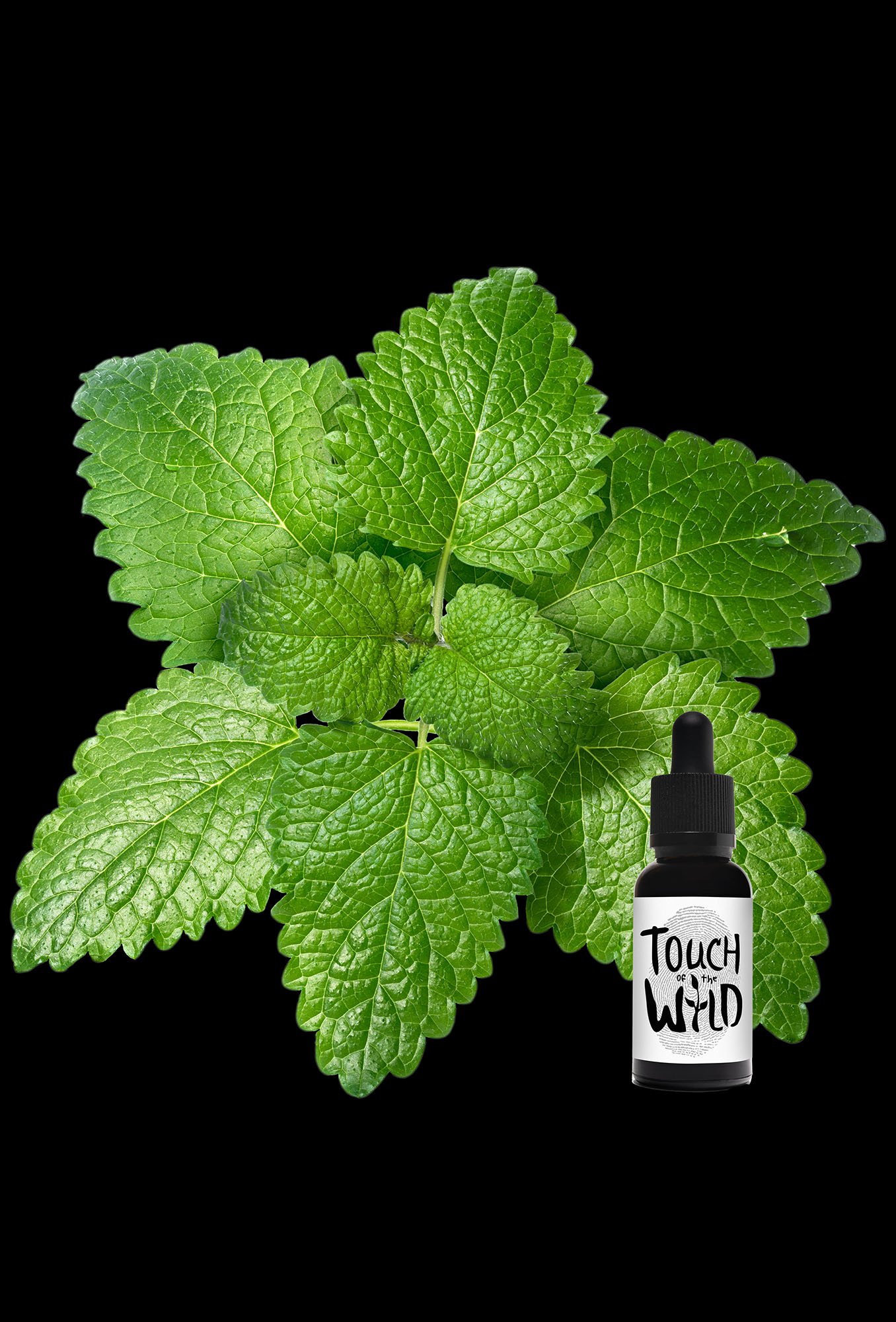 Lemon Balm