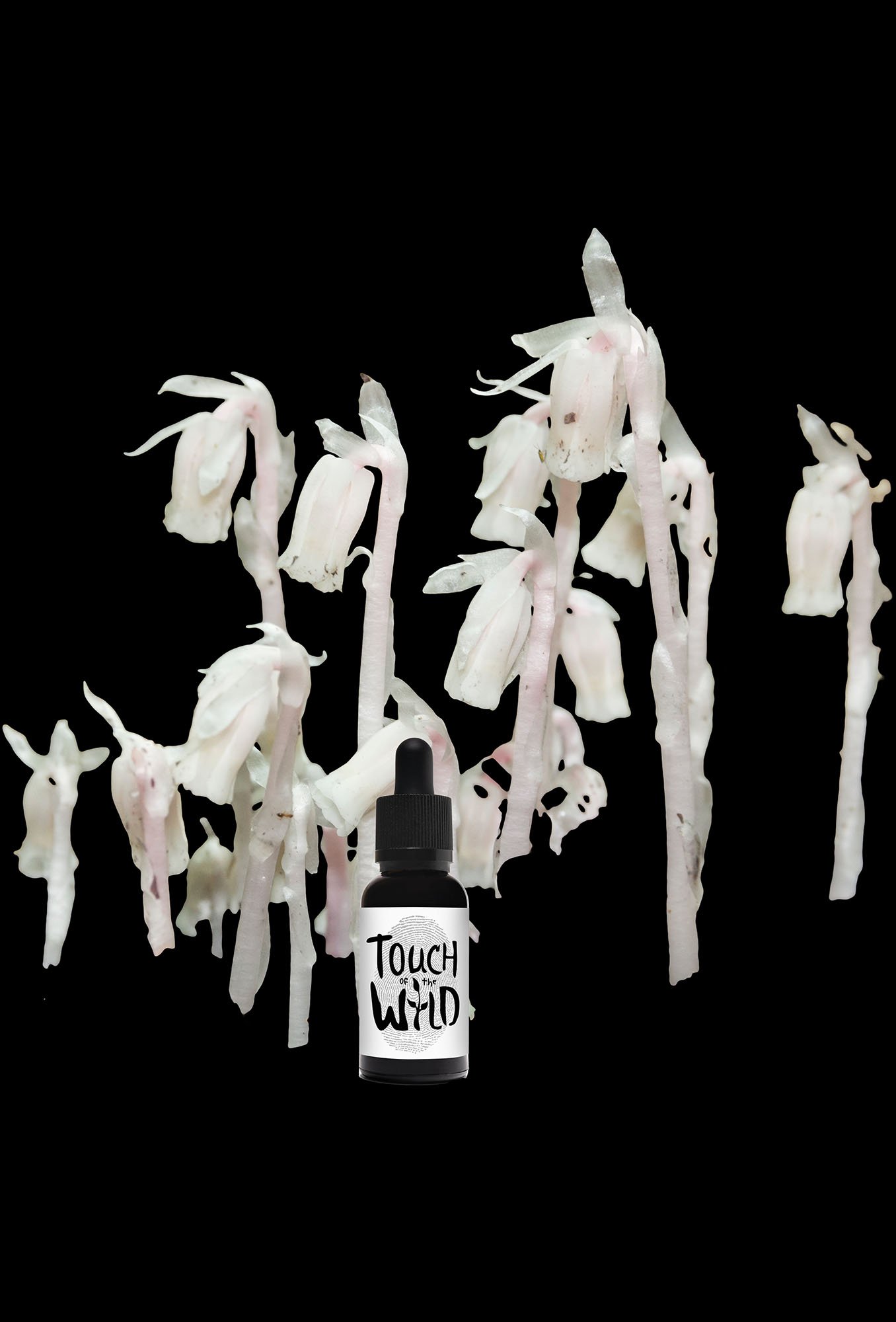 Ghost-Pipe-cropped-sized.jpg