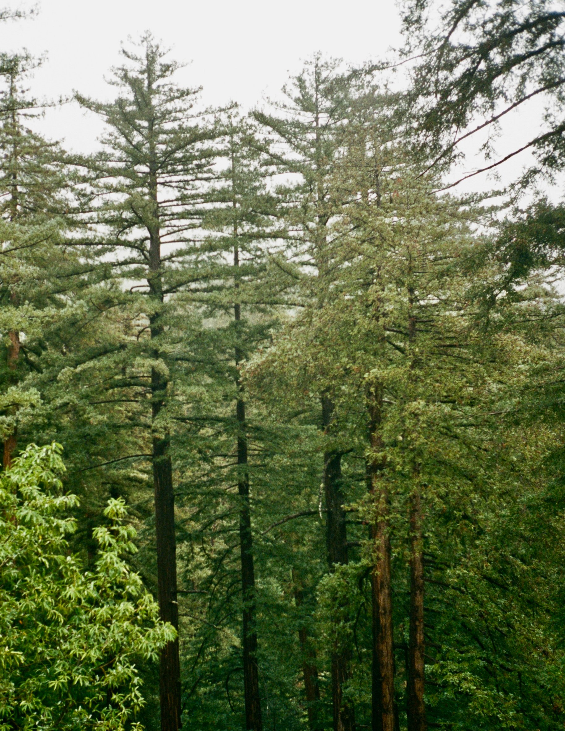 treehouse.jpg