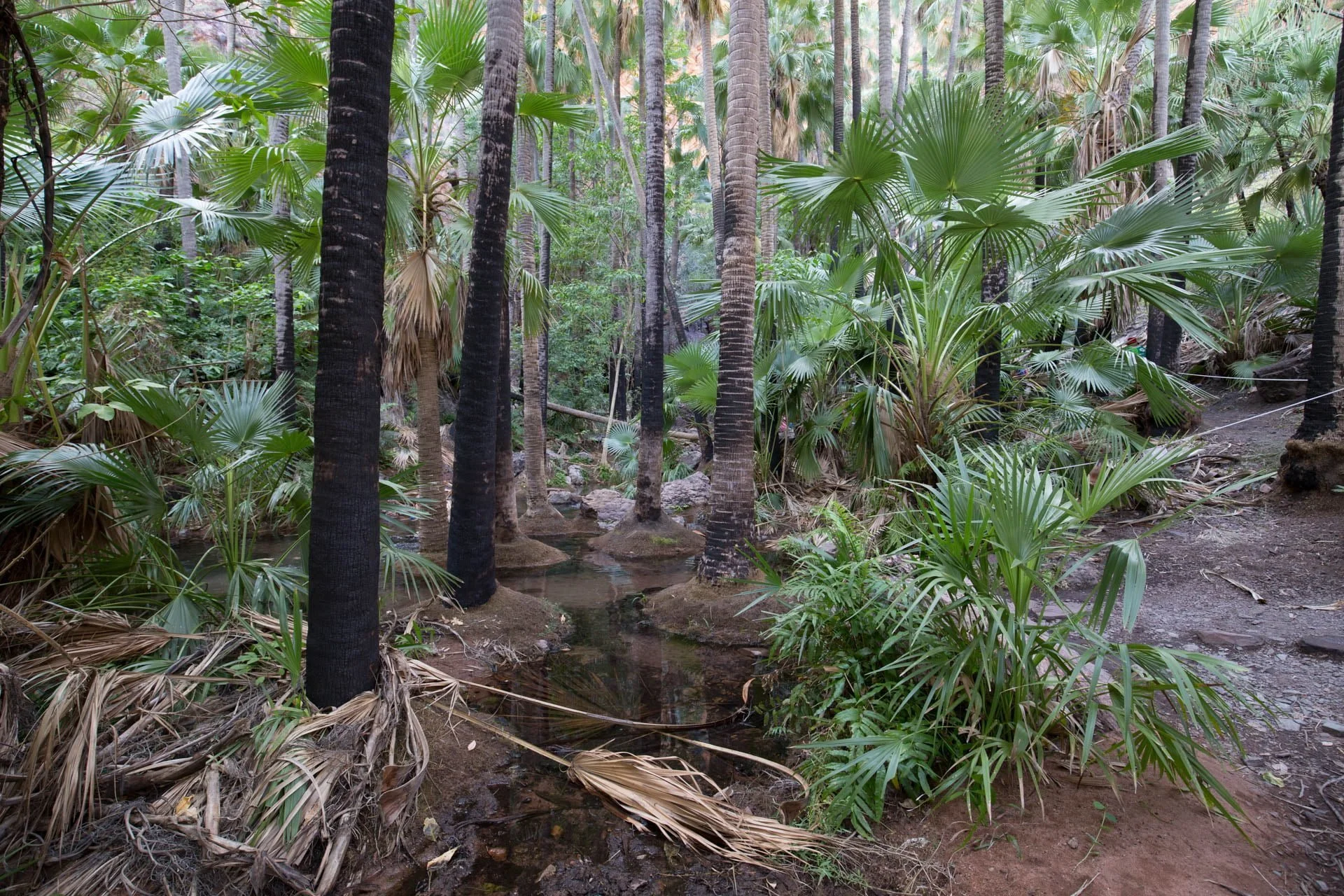 Zebedee Springs - El Questro