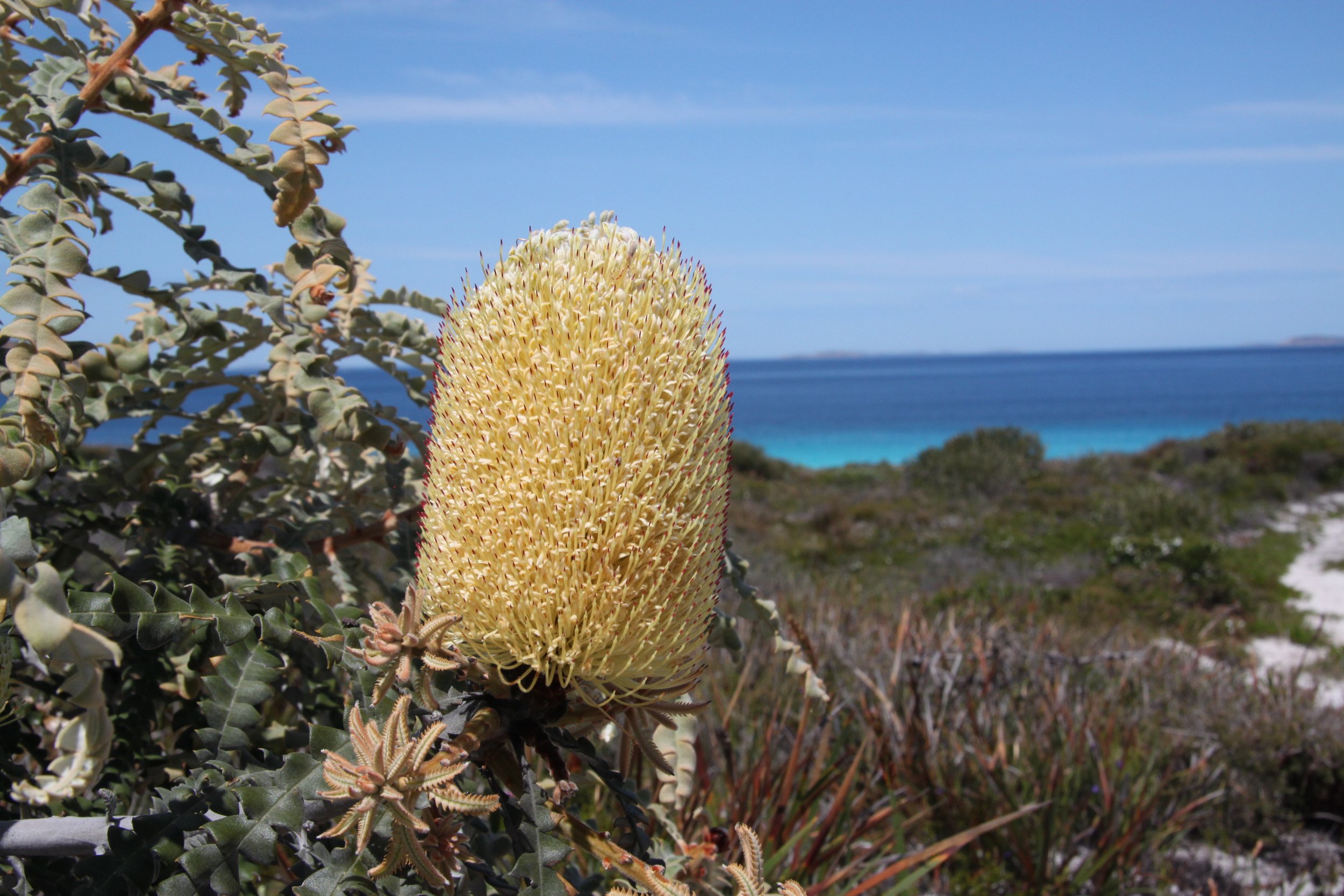 Wild flower Fitzgerald River NP.JPG