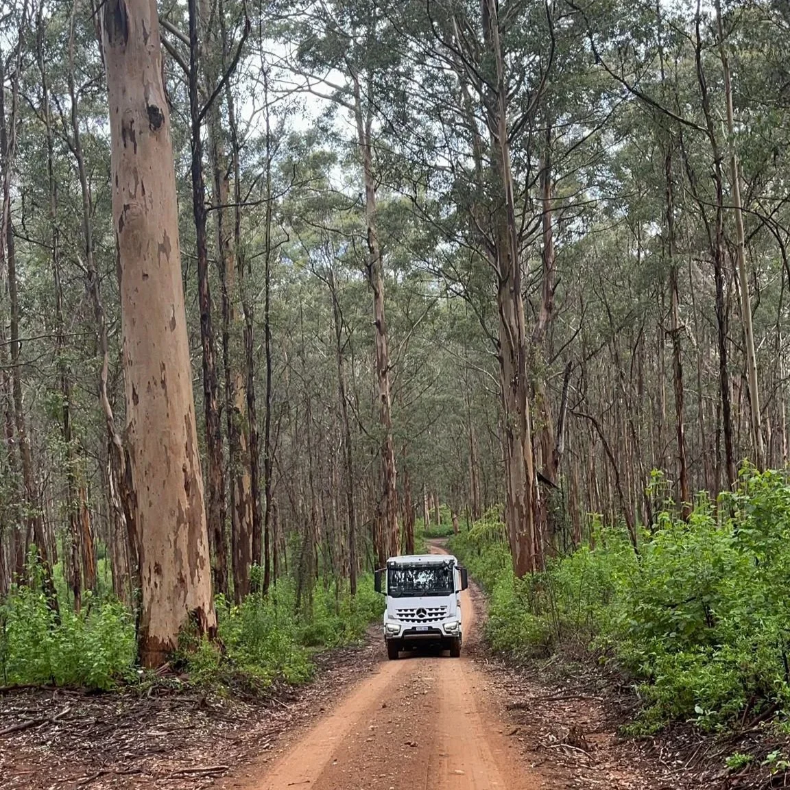 Boranup Karri Forest