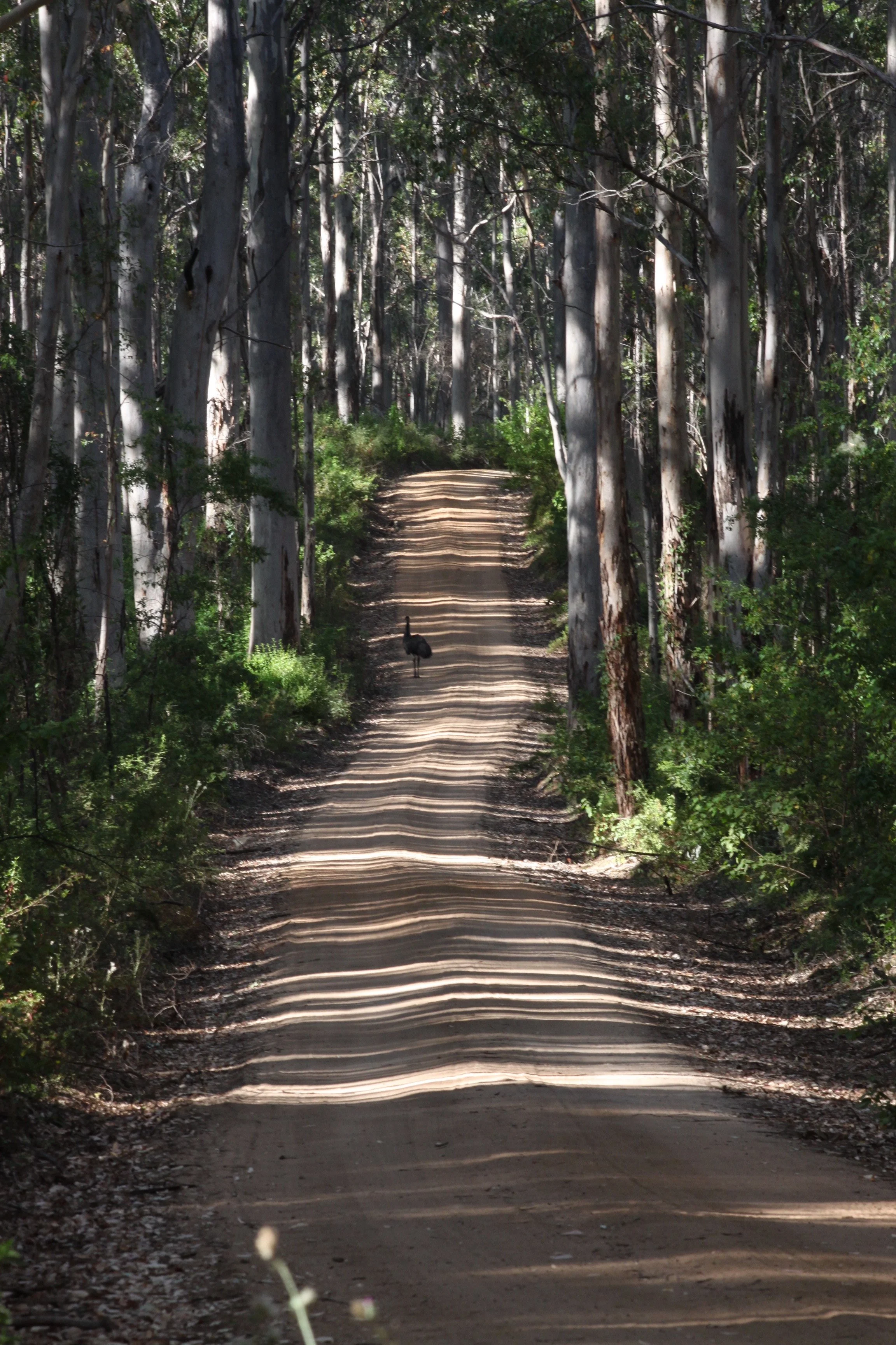 Boranup Forest - Emu