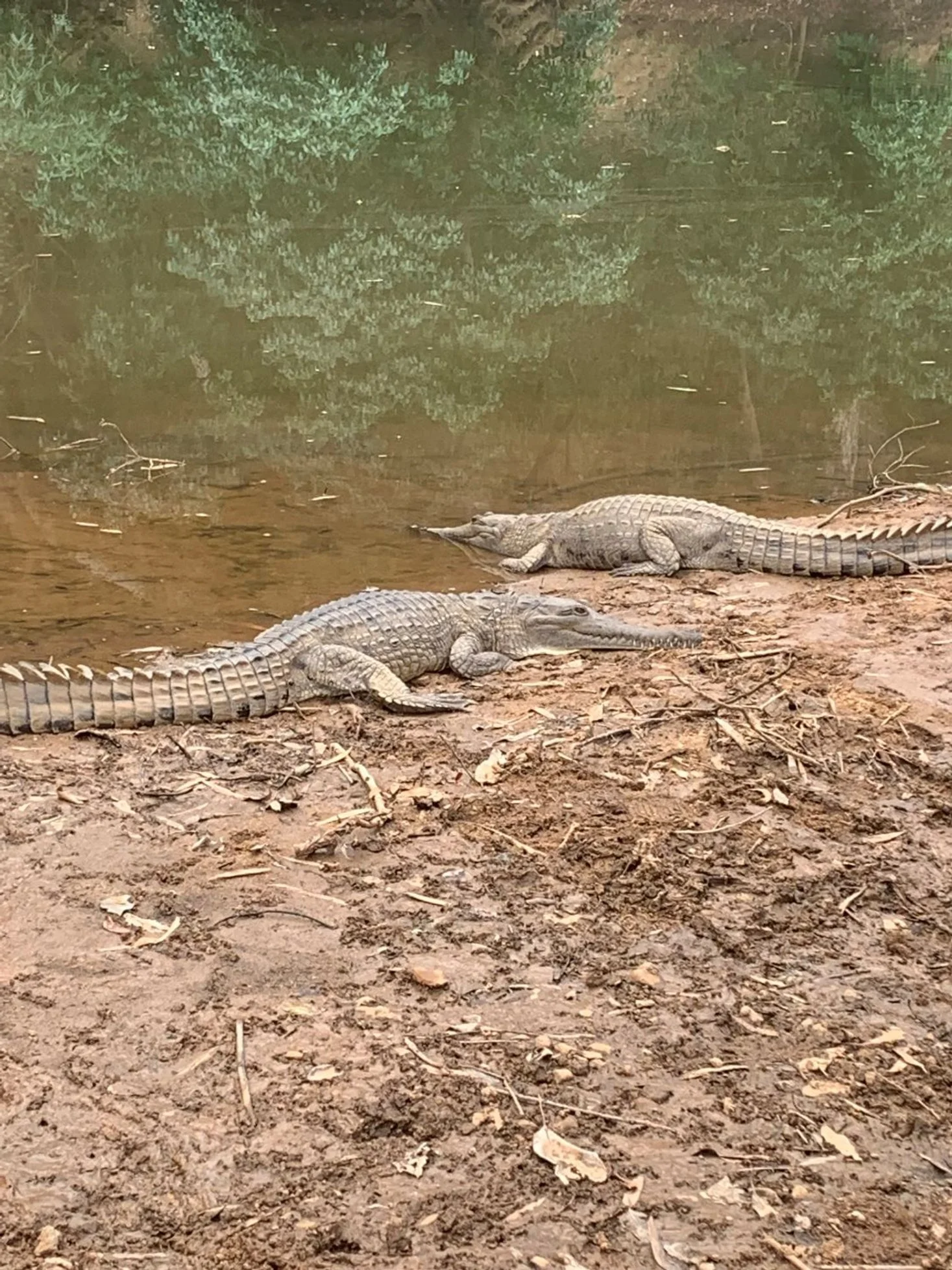 Windjana Gorge Freshwater crocodiles