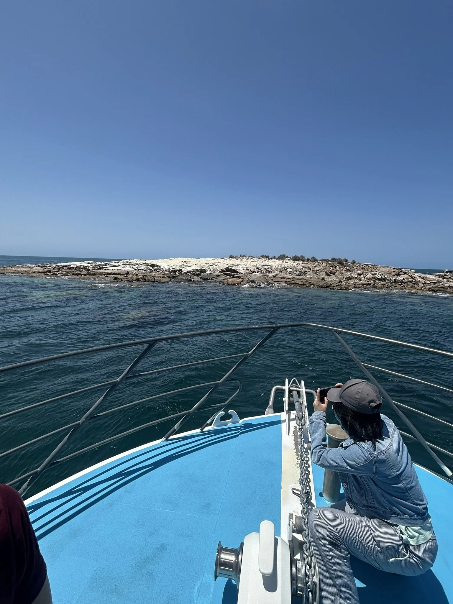 Boston Bay Sea Lions