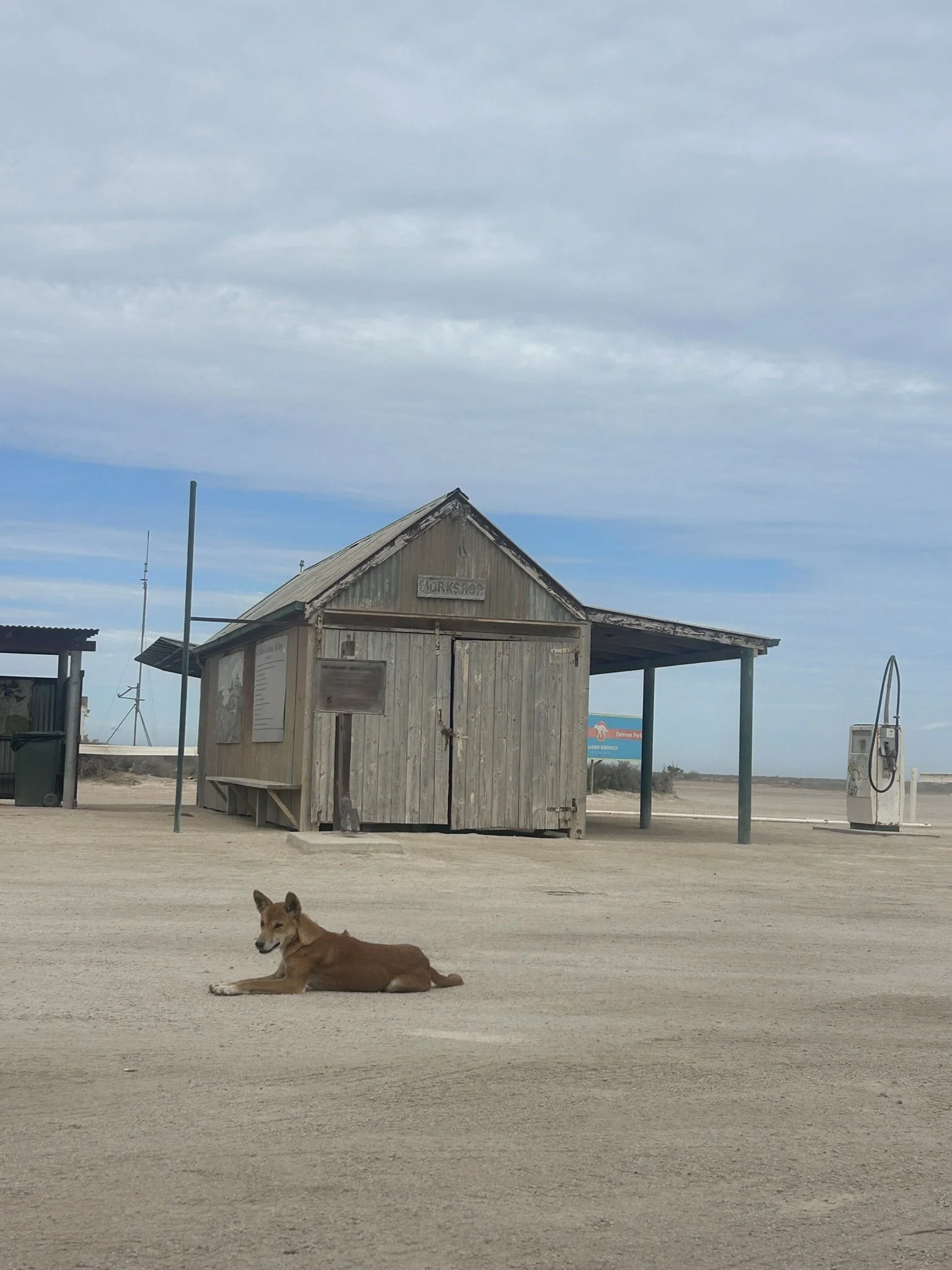 Nullarbor Roadhouse Dingo