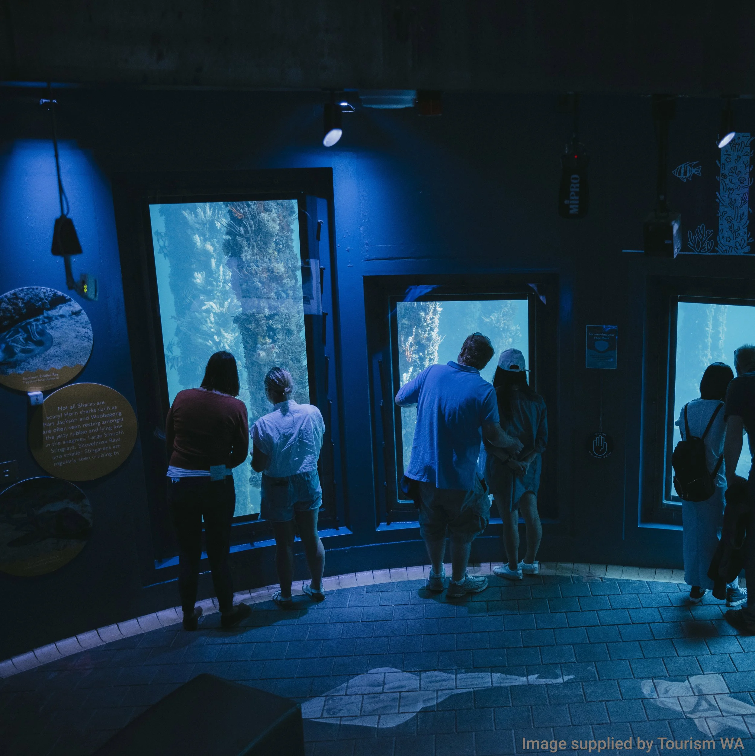 Busselton Jetty Aquarium.jpg