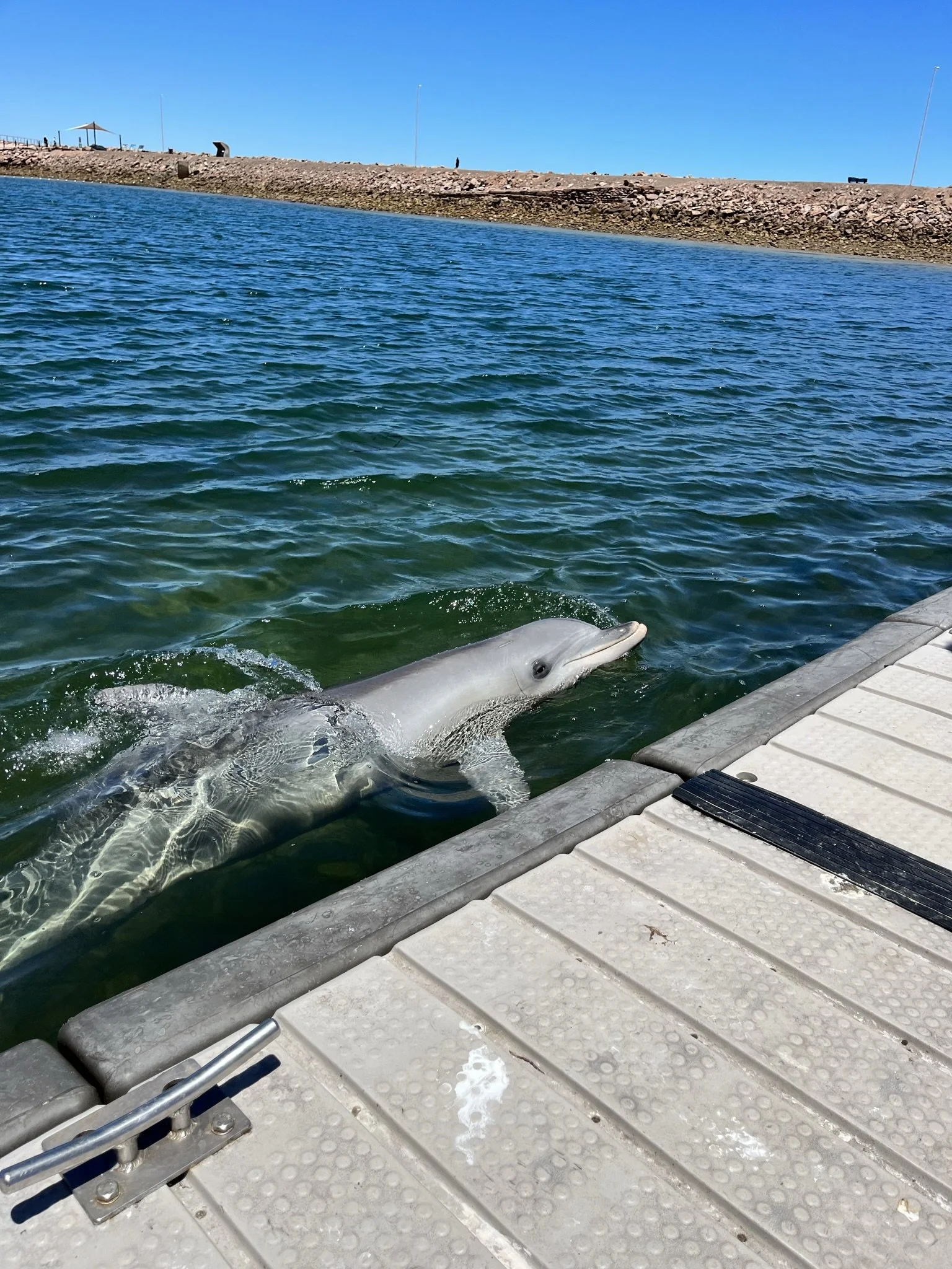 Whyalla dolphins