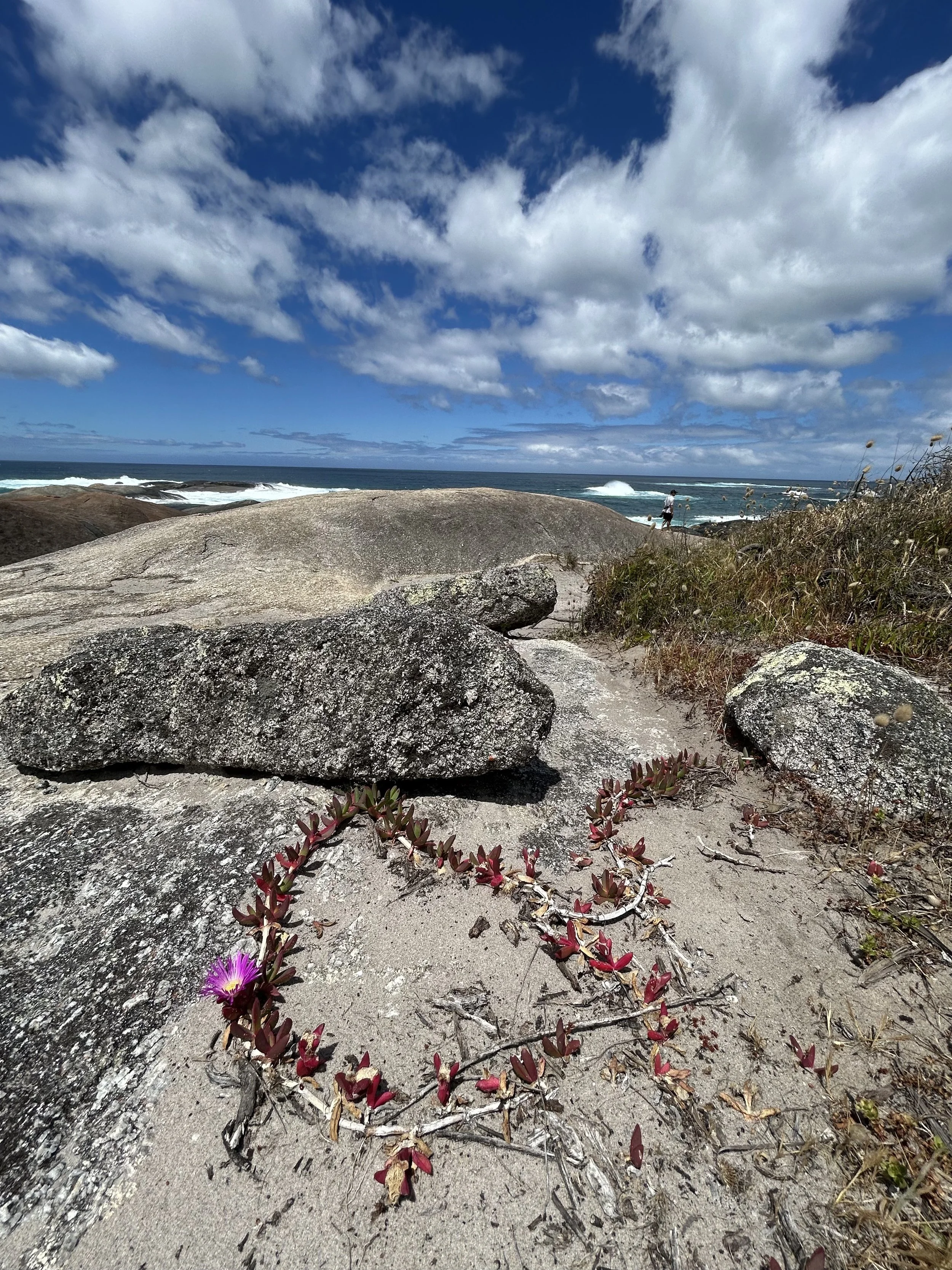 Coastal Wildflower
