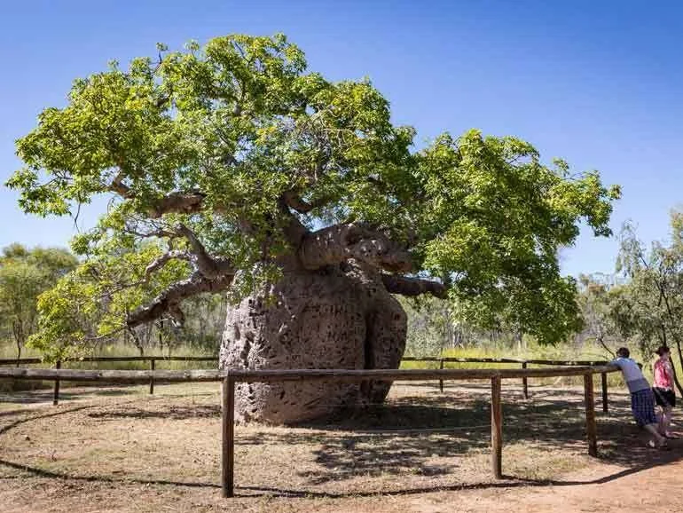 Boab Prison Tree. Derby