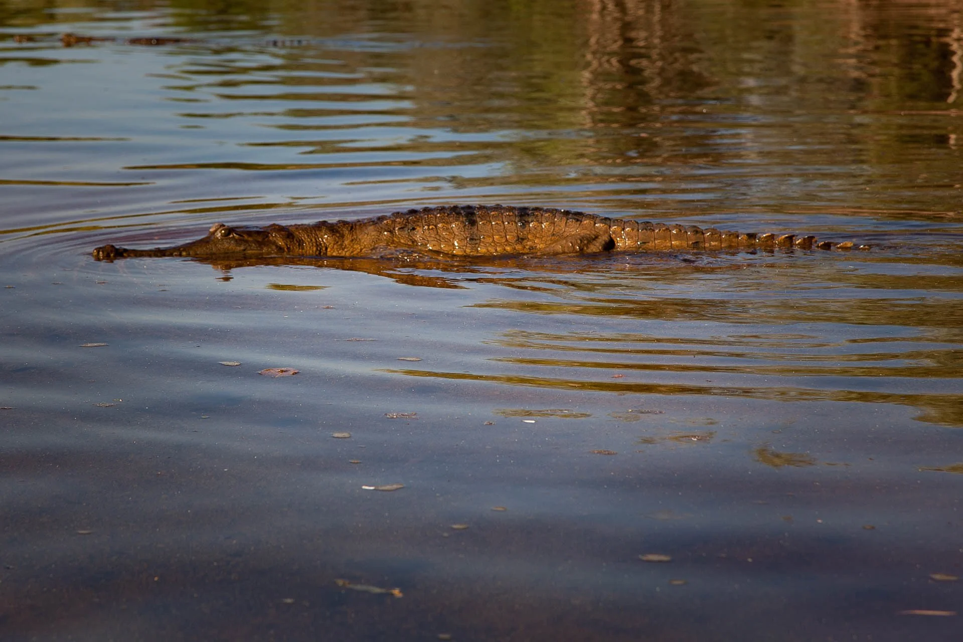 Freshwater crocodile