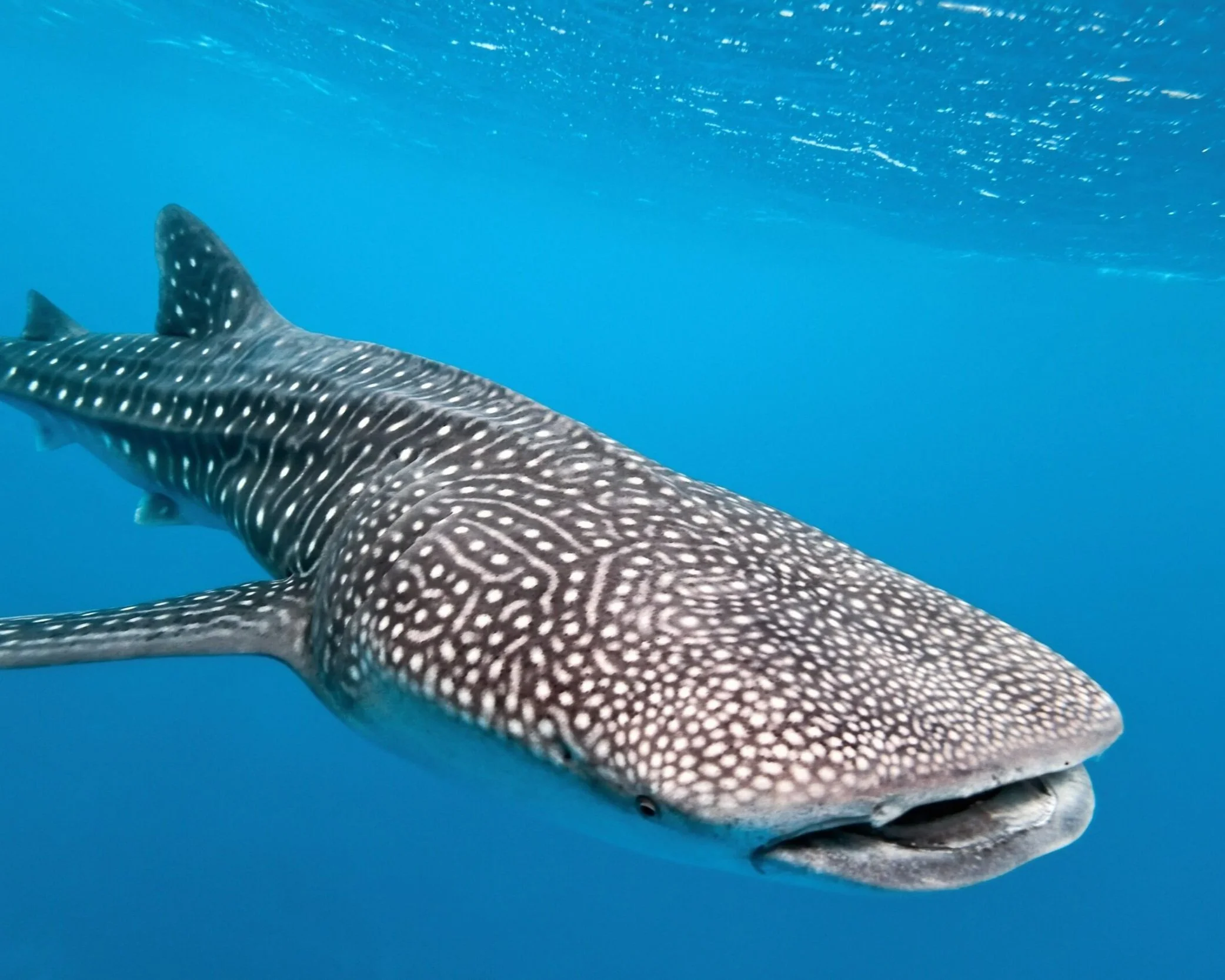 Whaleshark - Exmouth Ningaloo