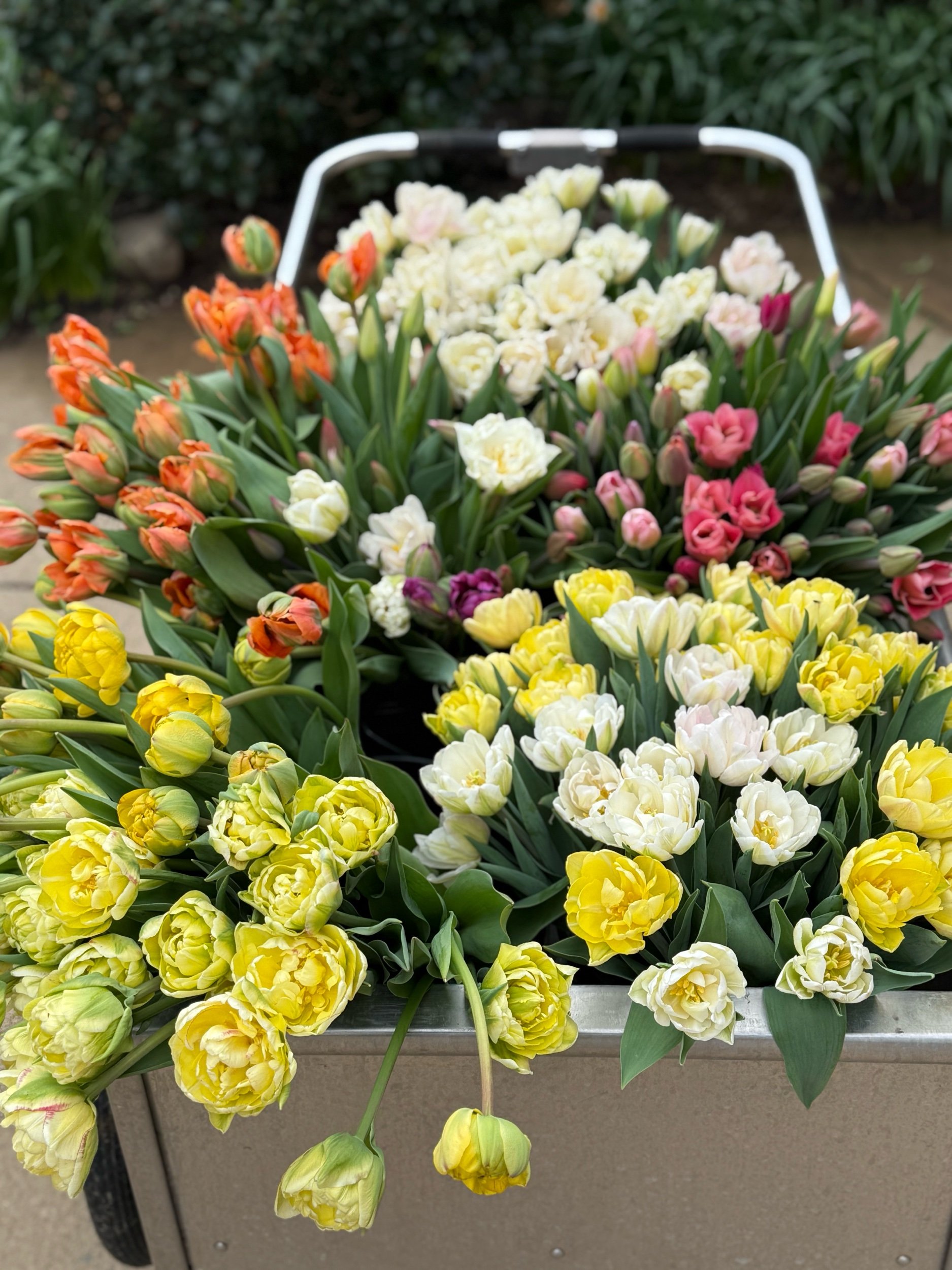 Tulip Bouquet Subscription