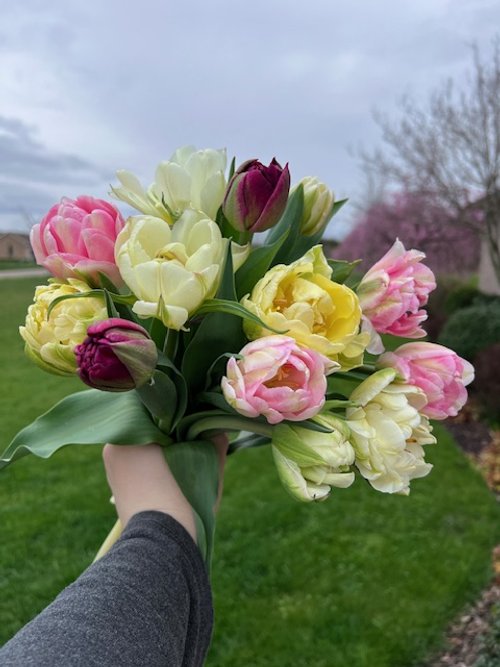 First Blooms Tulip Subscription