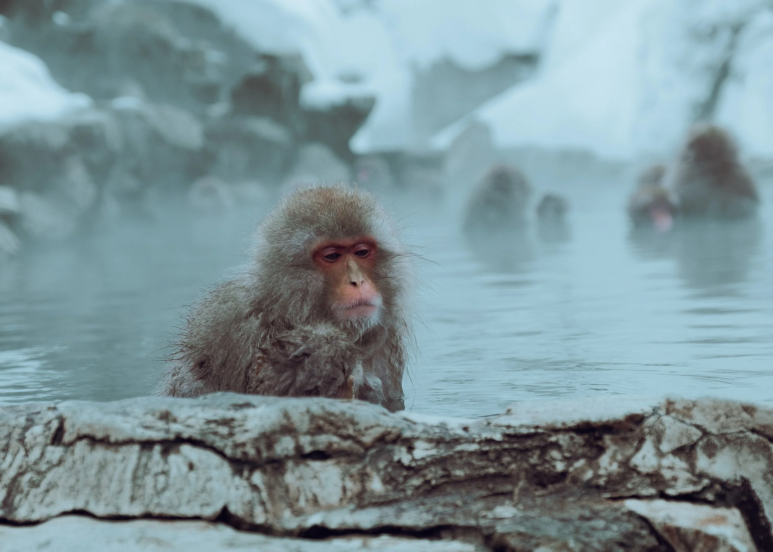 brendan-obrien-hakuba japan-snow monkey.jpg