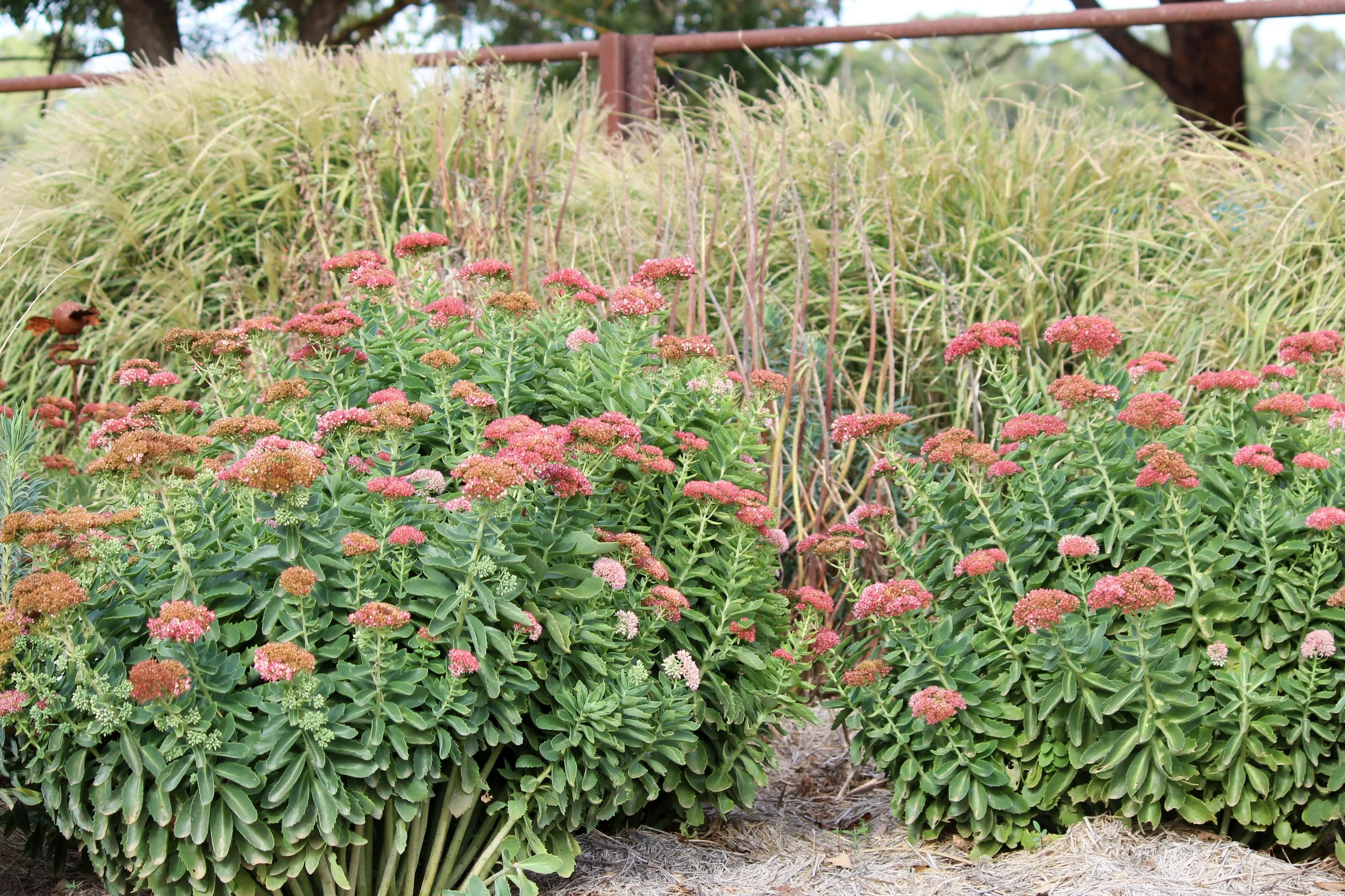 Sedum Autumn Joy