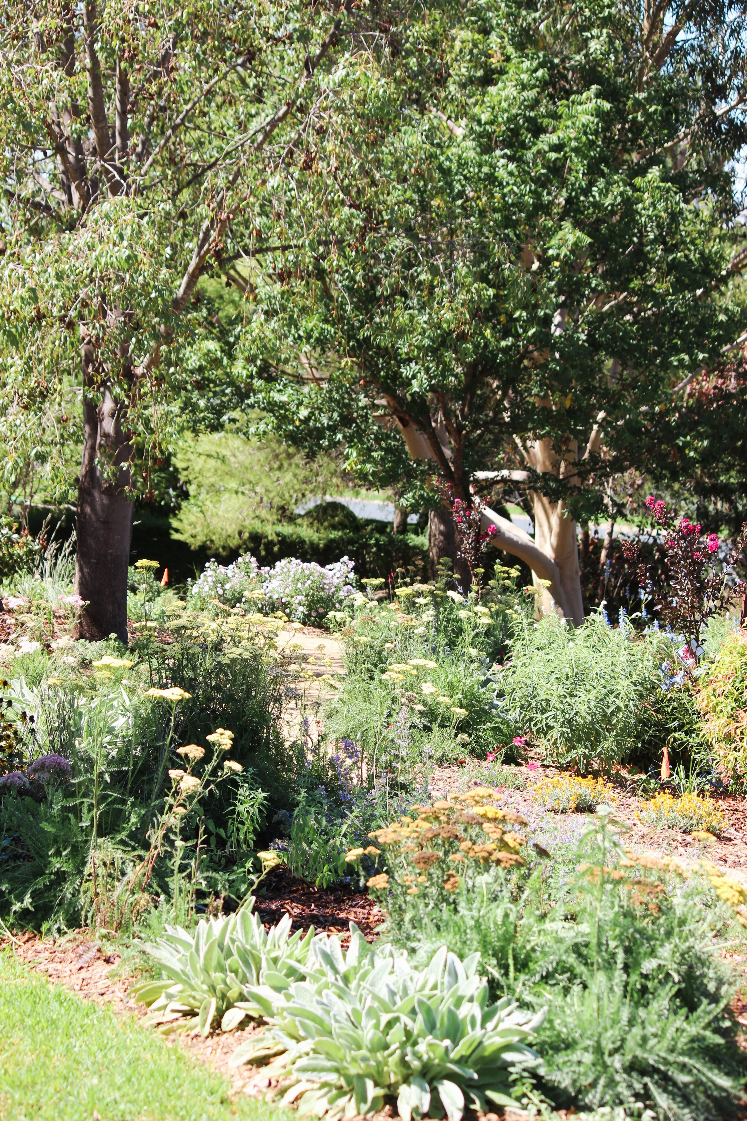 naturalistic garden design, rural garden, colourful perennial garden, crushed granite path, catmint, rudbeckia, perennial garden, landscape design, achillea
