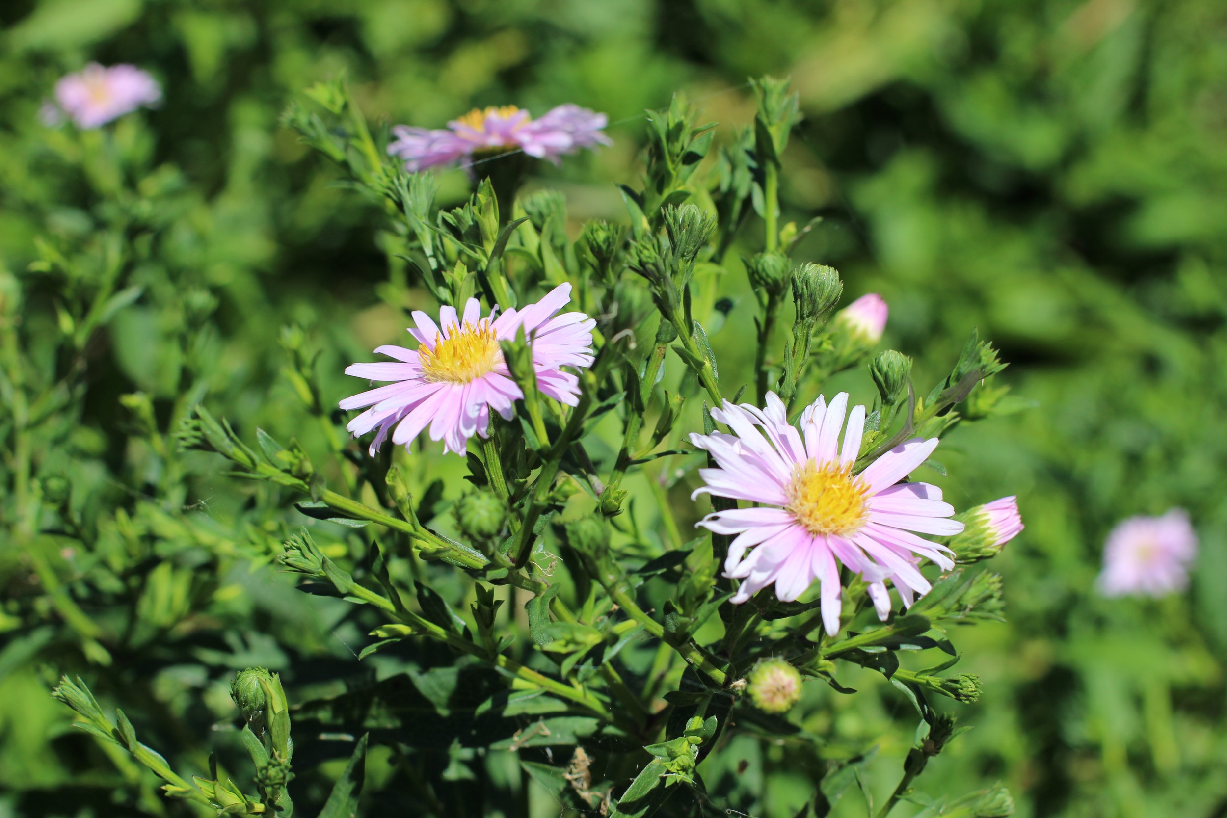 Pink daisy-like flowers with yellow centers on green foliage in sunlight.