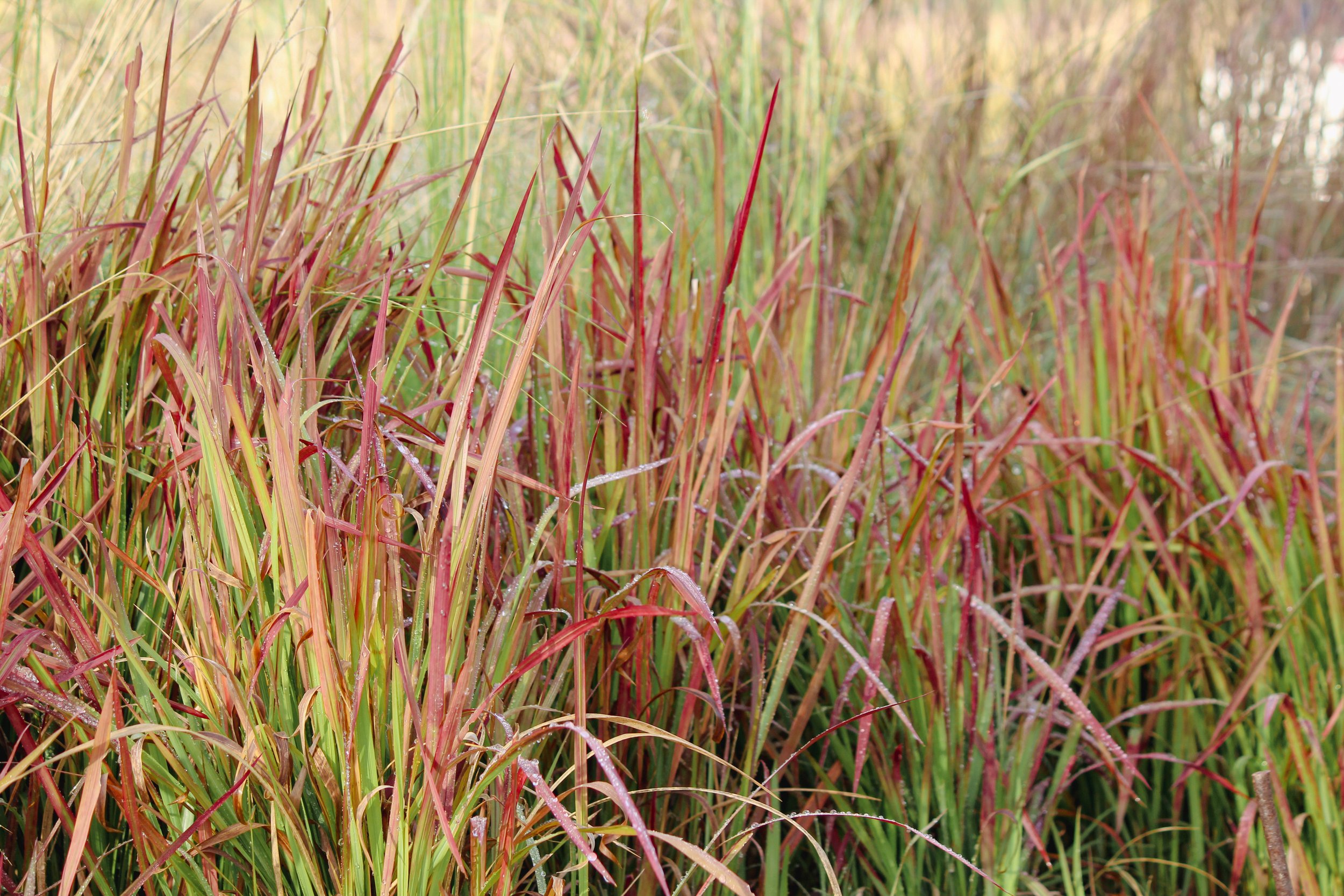 perennial nursery, garden design