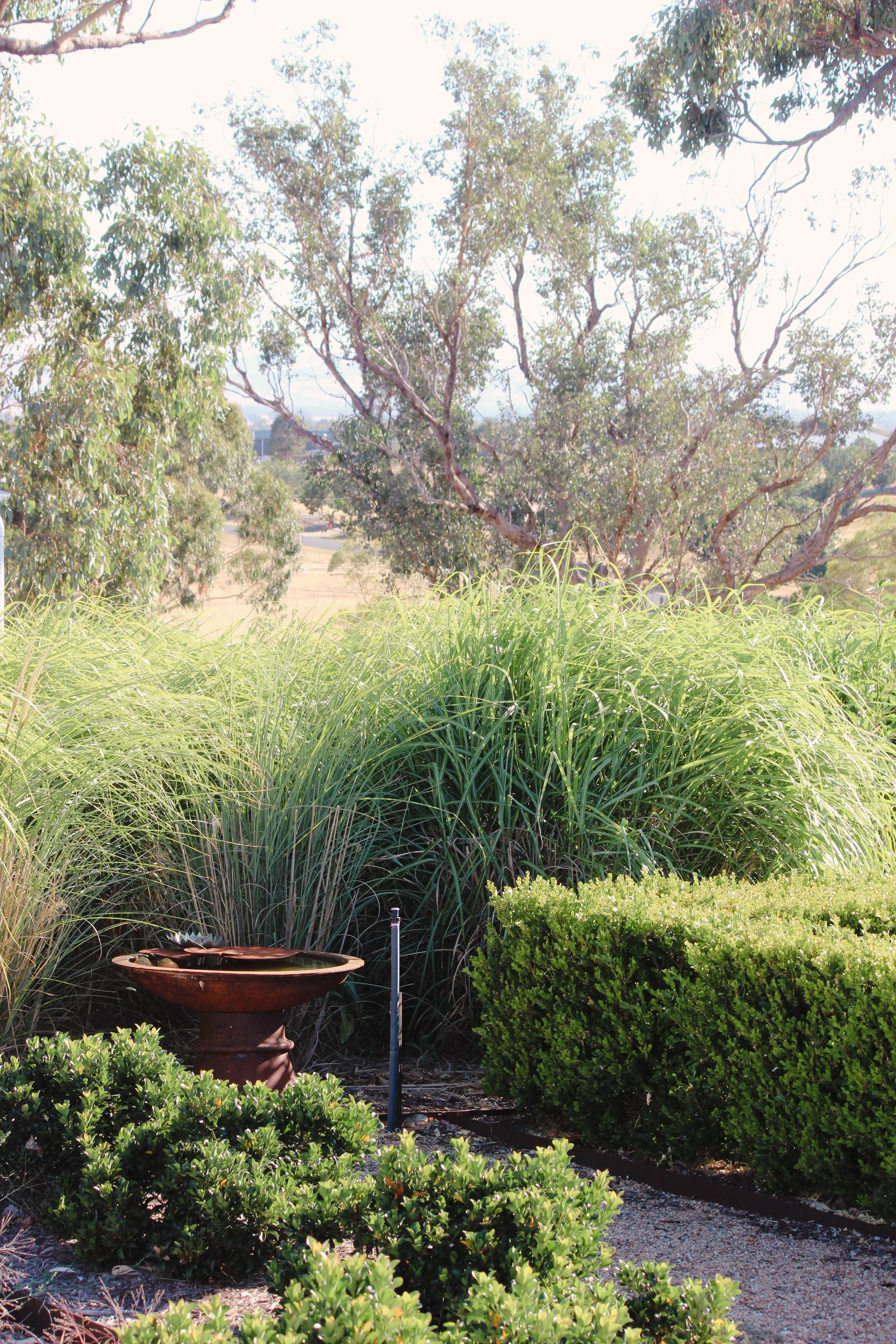 ornamental grasses, bird bath, hedges, garden design, landscape design, rural garden, country garden